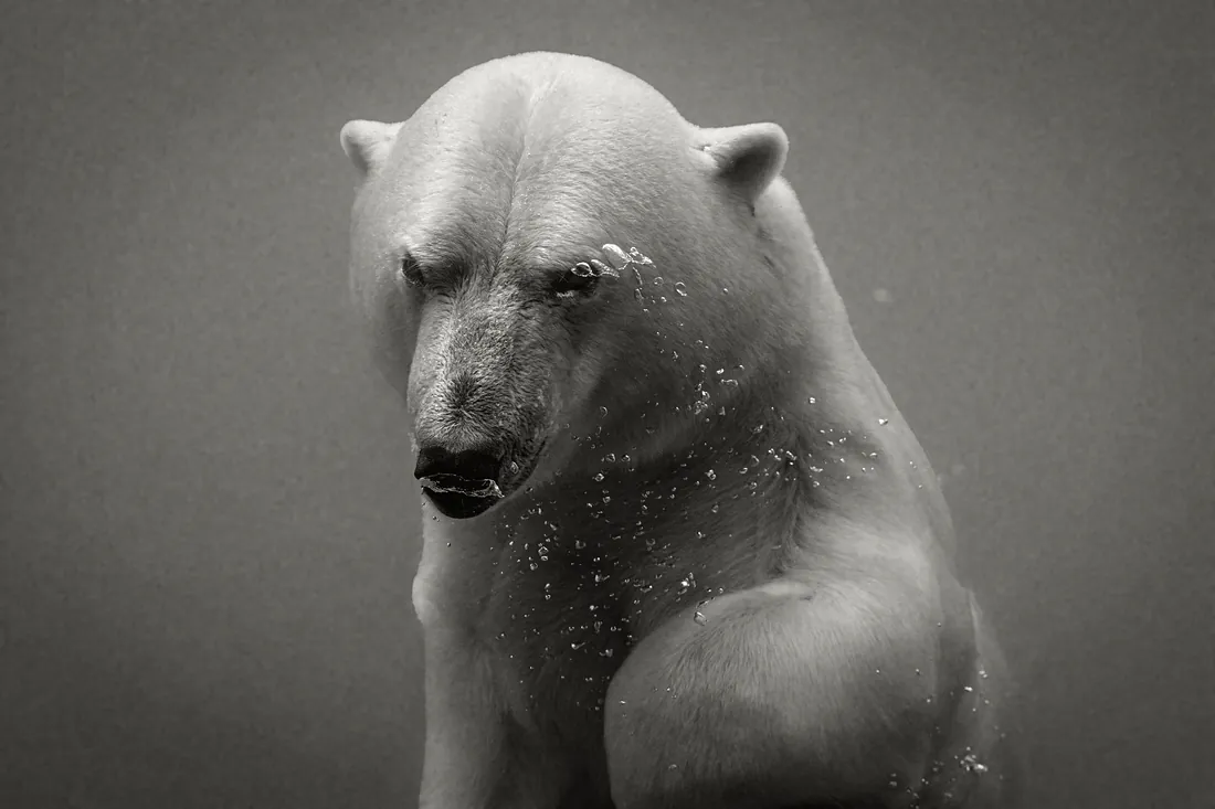 Polar bear portrait
