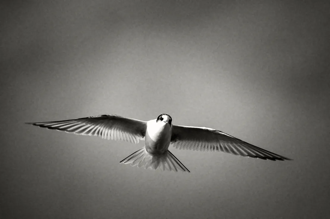 Arctic tern in flight