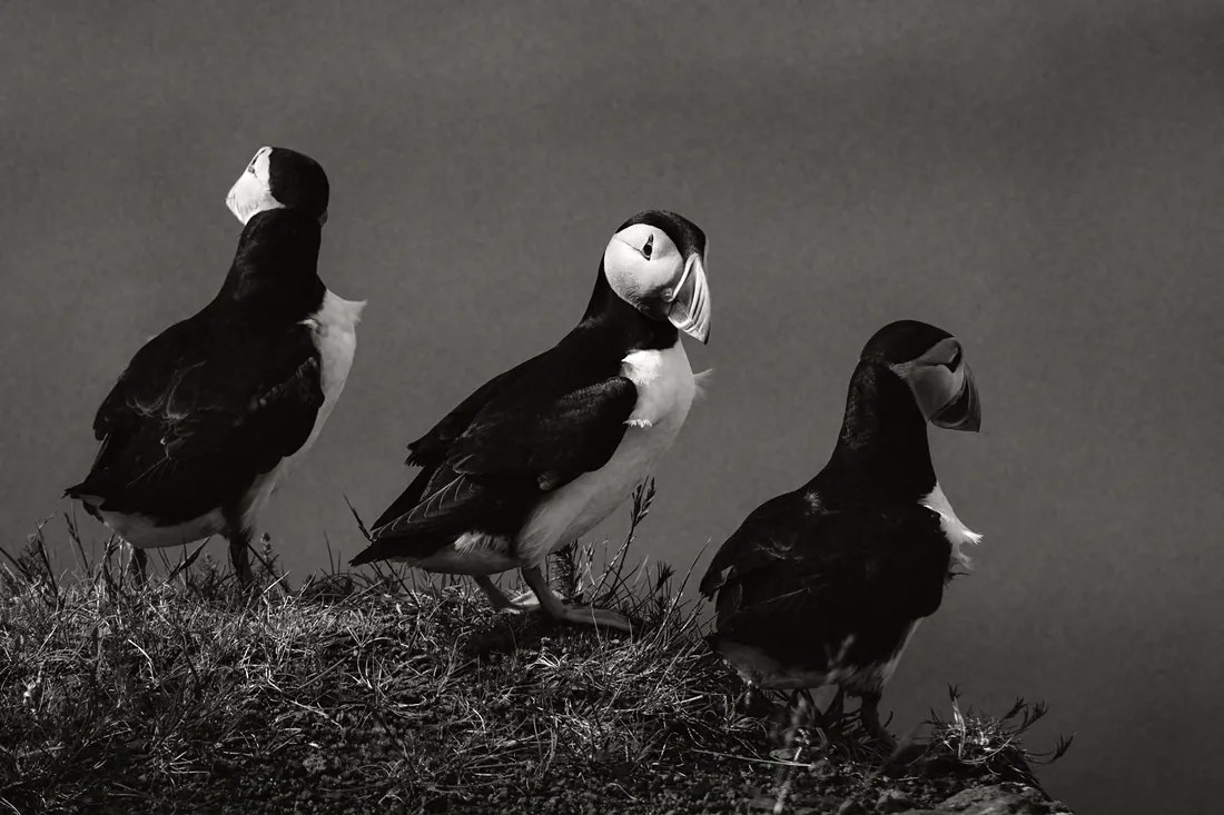 Three puffins on a cliff edge