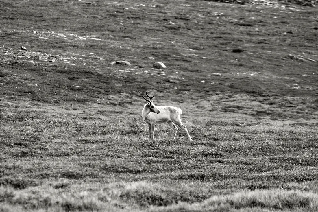 Svalbard reindeer on the tundra