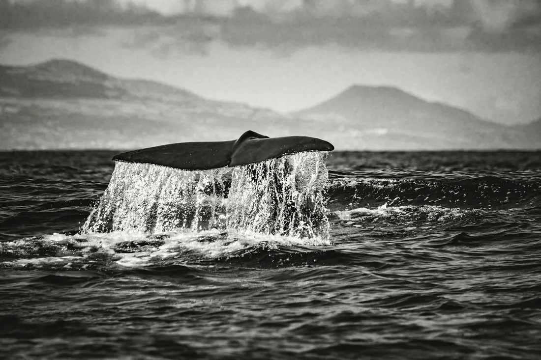 Whale fluke in front of snow-covered mountains