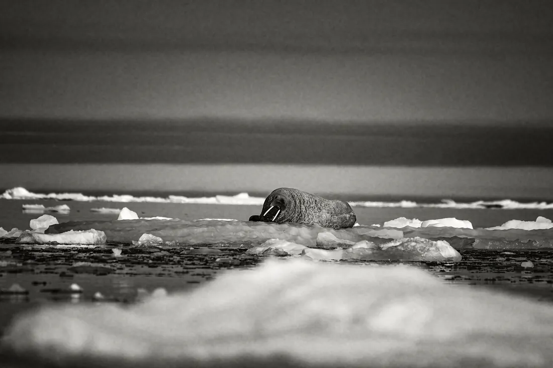 Walrus resting on an ice floe