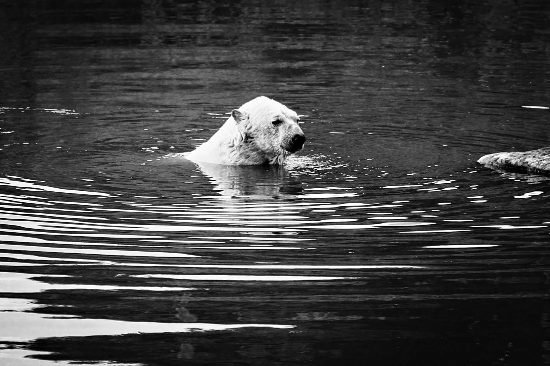 Polar bear swimming