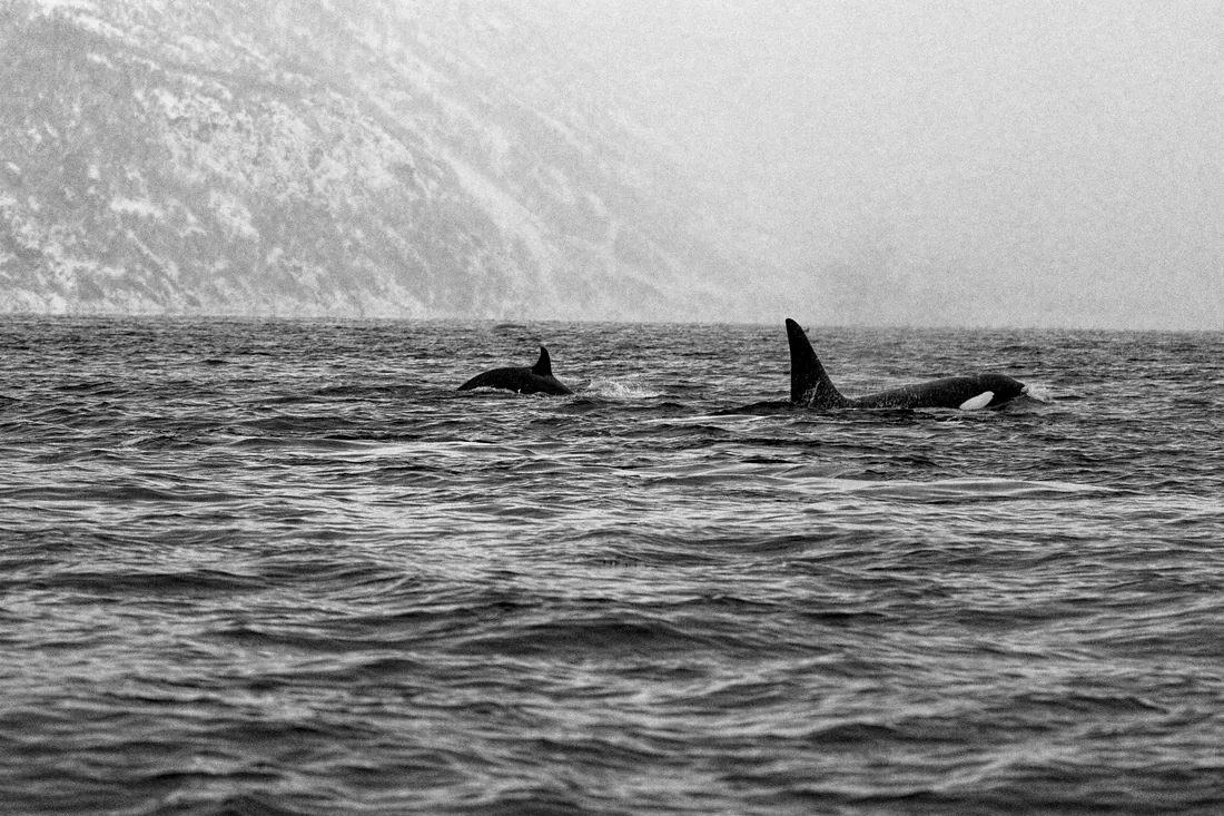 Orcas along the shelf edge