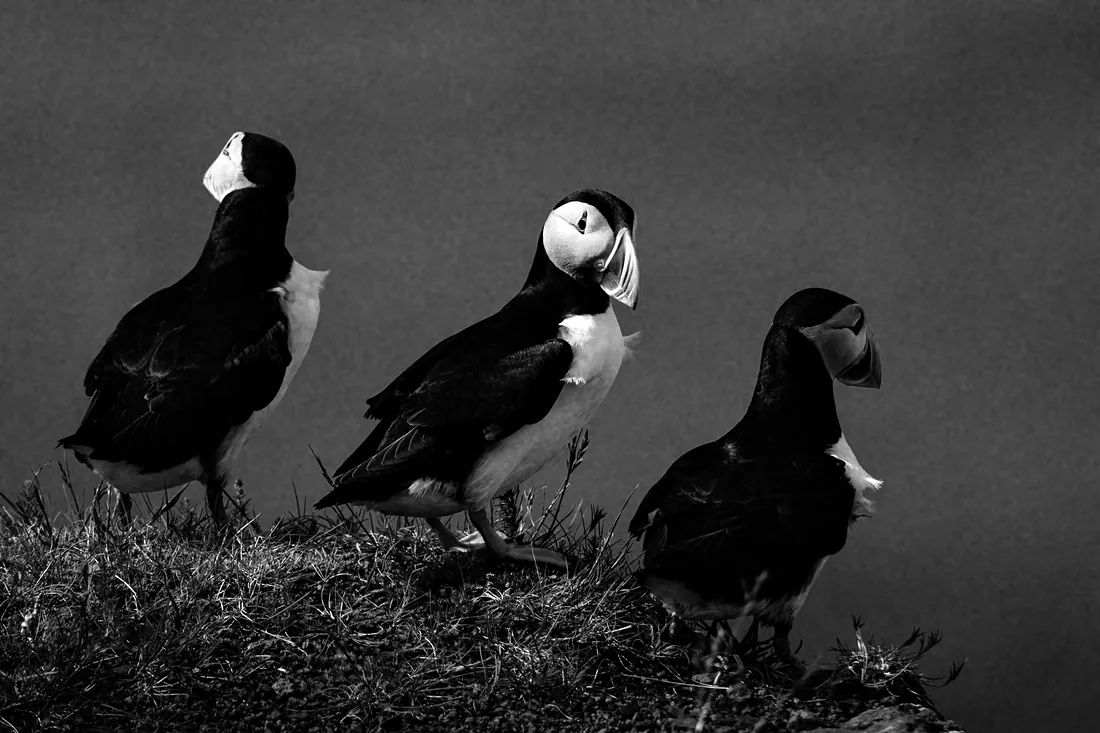 Puffins on the cliff edge