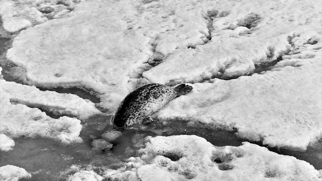 Ringed seal on the floe